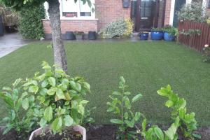 Front lawn Lucan from project Elite grass